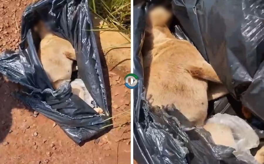 Moradores encontram cachorro ainda vivo dentro de saco de lixo em rodovia próxima ao Capão Seco