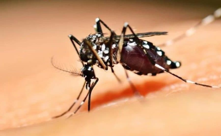 Dicas simples que podem livrar sua casa dos focos da dengue e prevenir contra doença