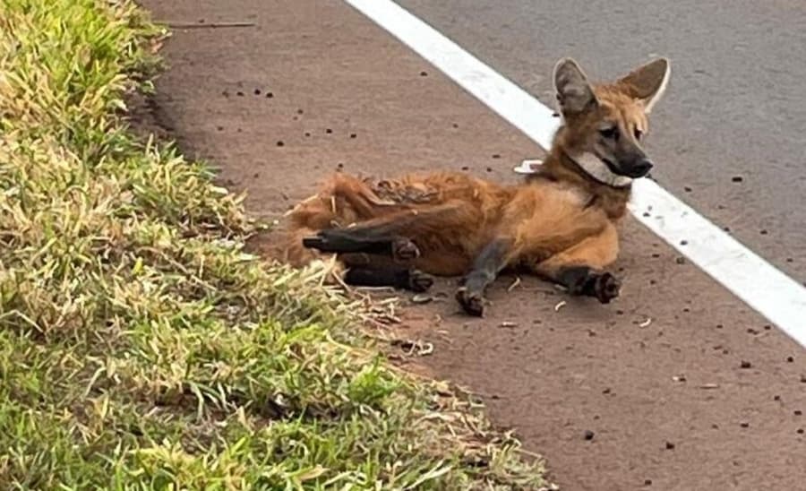 Lobo-guará é resgatado pela PMA após ser atropelado na MS-162 em Sidrolândia