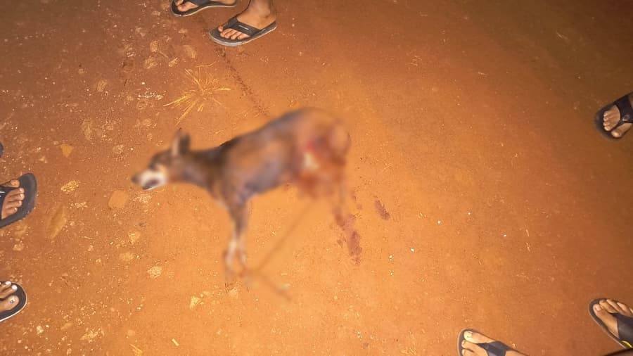Cachorro morre após ser atacado por Pitbull no Bairro Campina Ipacaray