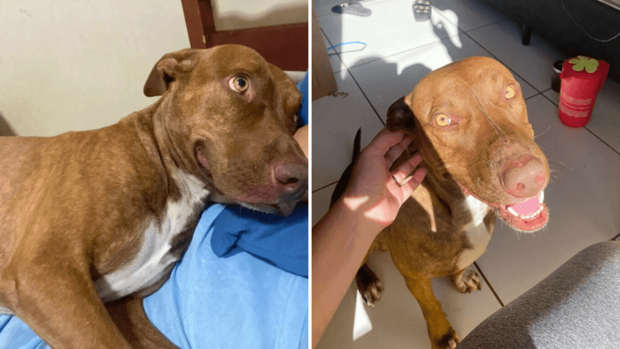 Jovem oferece R$ 1 mil reais para quem encontrar Pitbull que desapareceu próximo a Sidrolândia