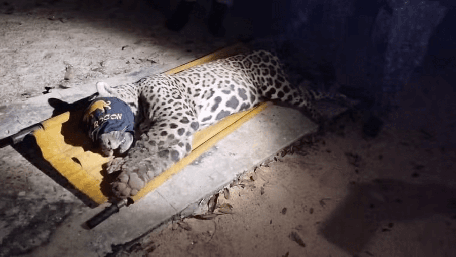 Polícia Militar Ambiental captura onça que matou caseiro de 60 anos no Pantanal