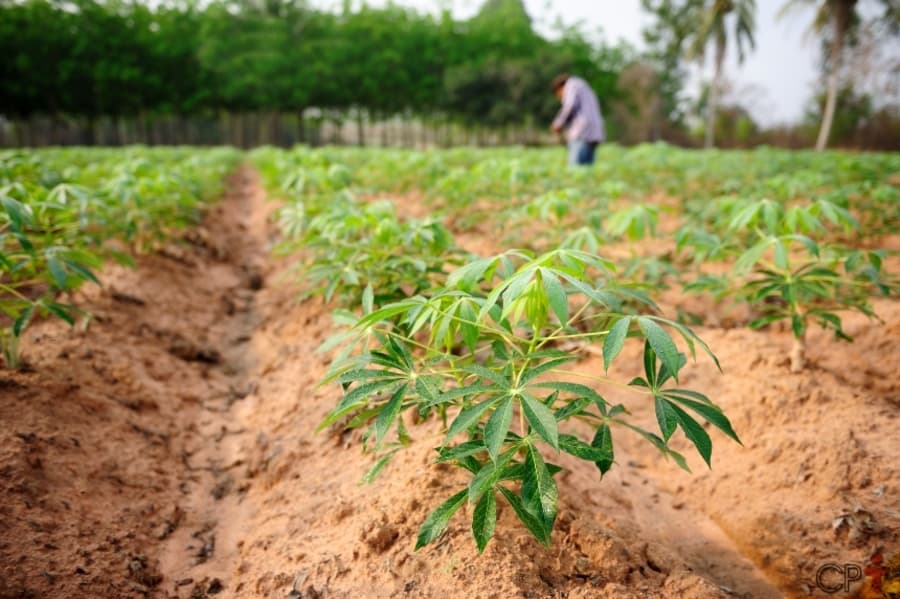 Com Agricultura familiar, Sidrolândia liderou ranking de comercialização de mandioca para Ceasa/MS