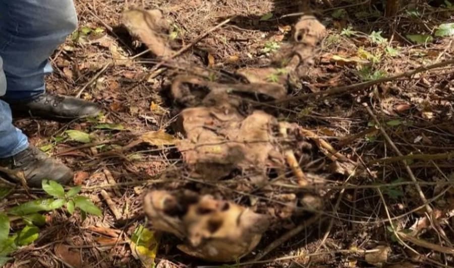 Em Maracaju, ossada humana é encontrada em área de preservação ambiental