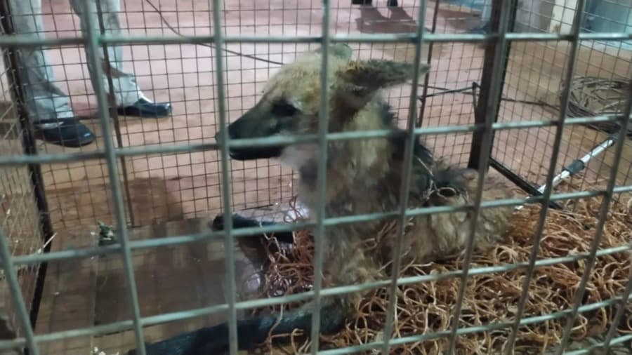 Polícia Militar Ambiental resgata lobo-guará que caiu em poço de silo em Maracaju