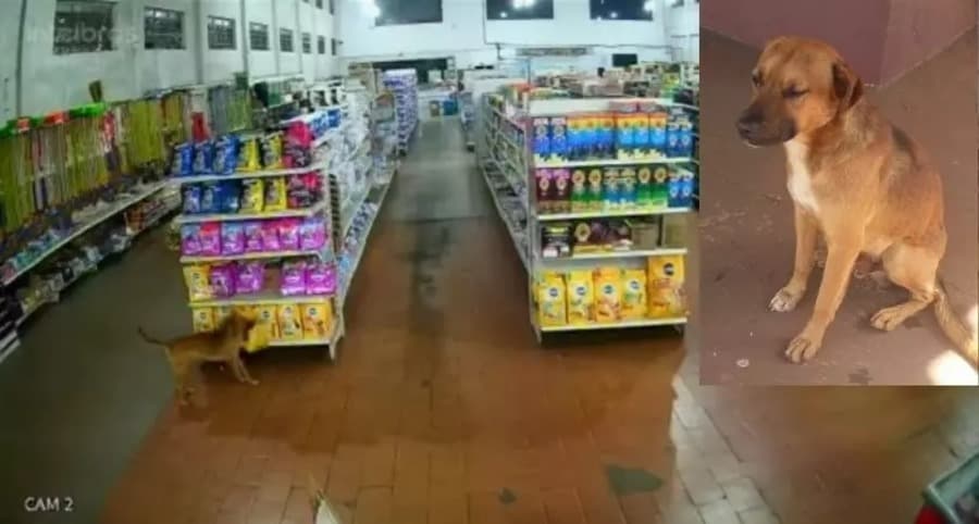 Após furtar saco de ração "Pedigree" em mercado, cachorro viraliza em MS