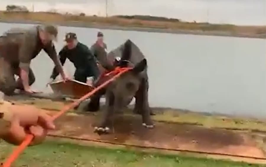 Polícia Militar Ambiental resgata antas que estavam em lagoa de tratamento de esgoto