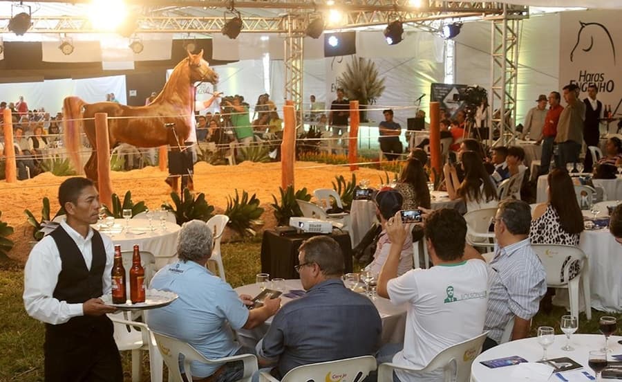 Fazenda Engenho sedia mais um grande leilão de cavalos árabes neste sábado