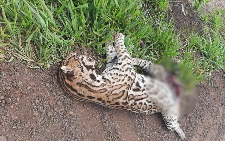 Com sinais de atropelamento, jaguatirica é encontrada morta em rodovia em Maracaju