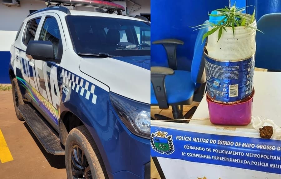 Homem é preso após ser flagrado com cultivo de maconha em Sidrolândia
