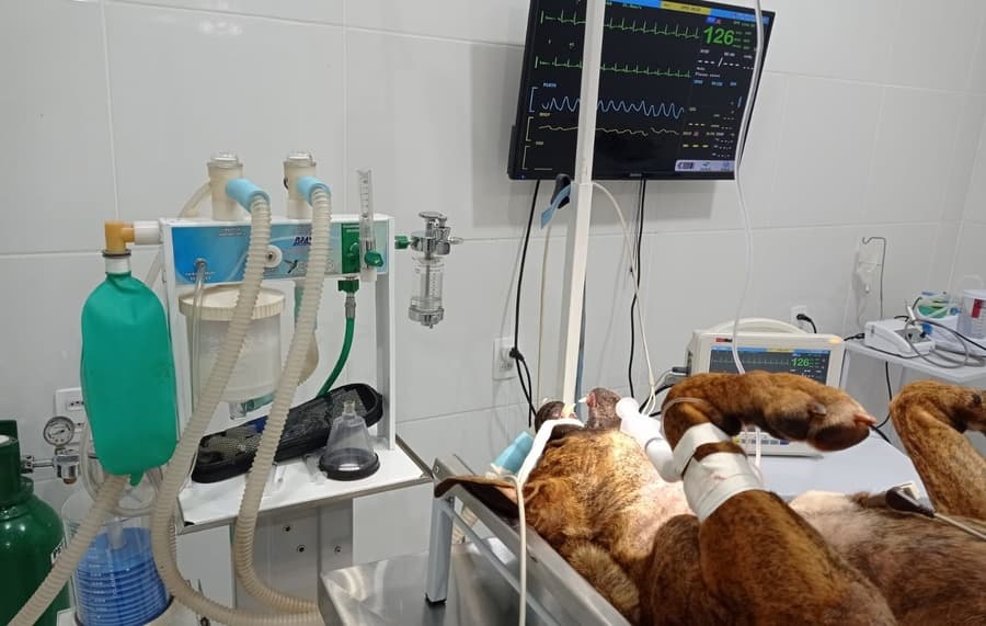 Vereador Gustavo Veterinário opera cachorro esfaqueado por caminhoneiro