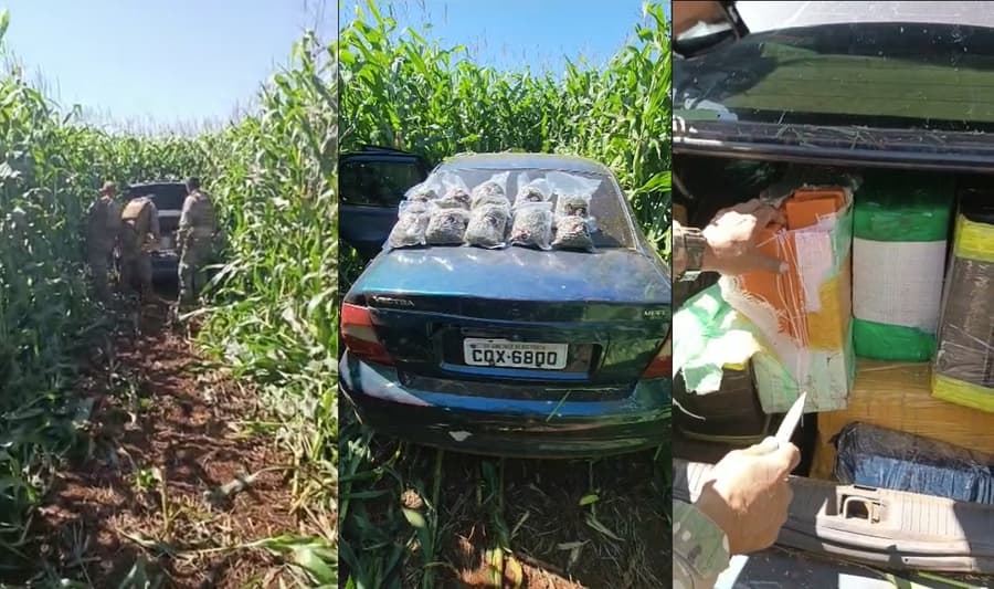 Polícia Civil apreende mais de 500 Kg de drogas em meio a plantação de milho em Sidrolândia