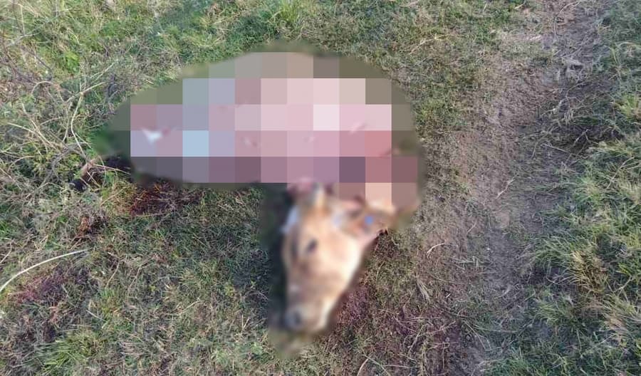 Em Sidrolândia, meliantes carneiam gado em fazenda, furtam a carne e fogem