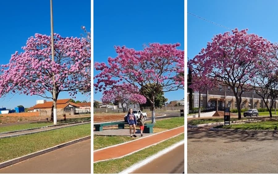 Primeiro do ano a florescer, Ipê rosa chama atenção em diversos pontos de Sidrolândia