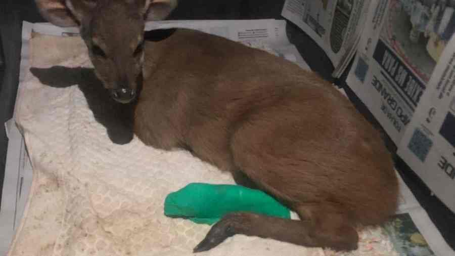 Após ser atropelado, filhote de veado é resgatado em Maracaju