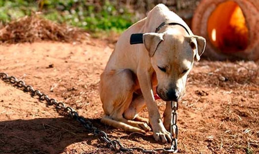 Cachorro é vítima de maus tratos no Cascatinha e dono é denunciado à polícia