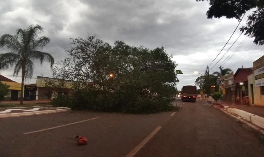 Árvore não resiste a forte ventania e cai na Avenida Dorvalino do Santos