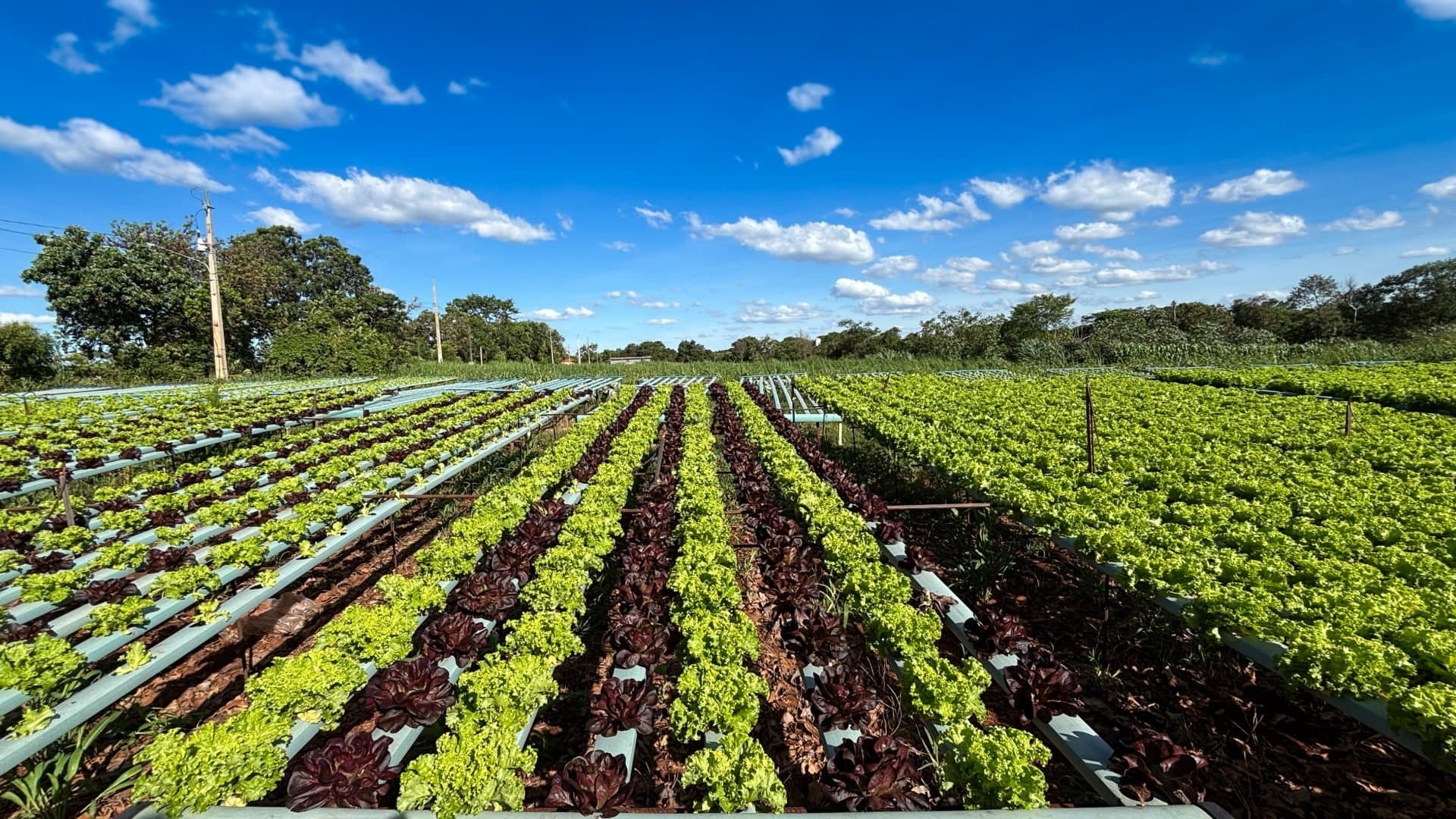 Alimentação Escolar da REE/MS impulsiona aprendizagem e fortalece agricultores familiares