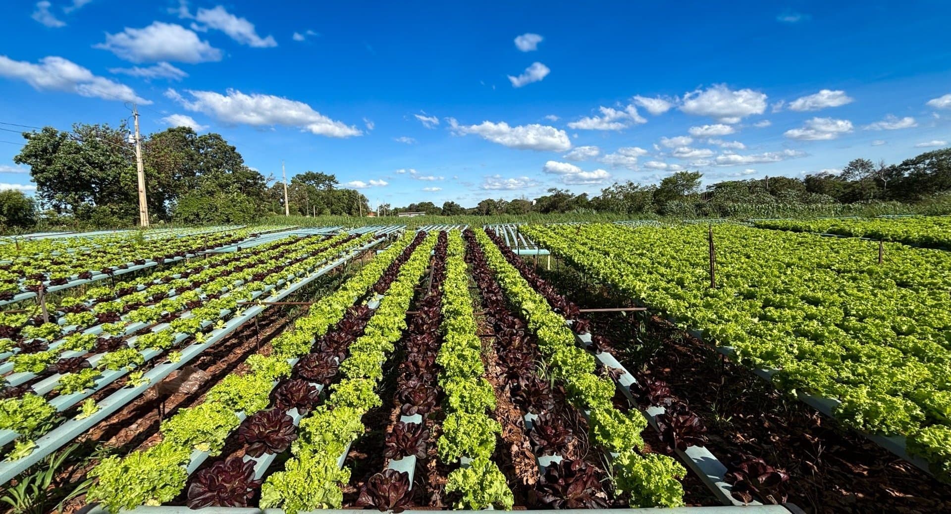 Alimentação Escolar da REE/MS impulsiona aprendizagem e fortalece agricultores familiares