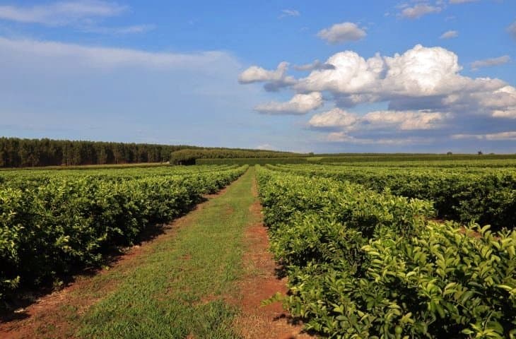Nova fronteira agrícola: citricultura injeta R$ 2,4 bilhões e diversifica base produtiva em MS
