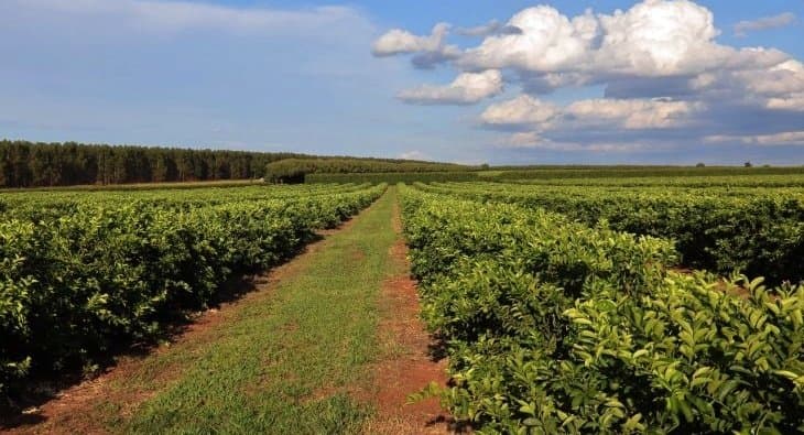 Nova fronteira agrícola: citricultura injeta R$ 2,4 bilhões e diversifica base produtiva em MS