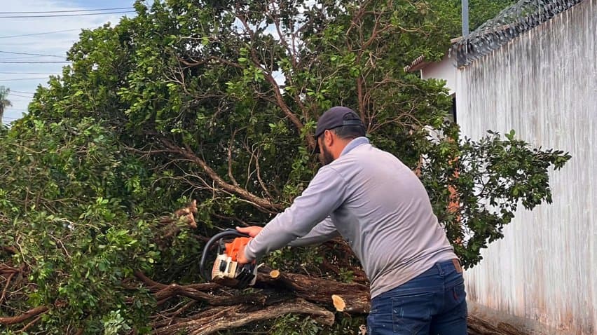 Prefeitura de Sidrolândia inicia retirada de murta conforme lei municipal de proteção à citricultura