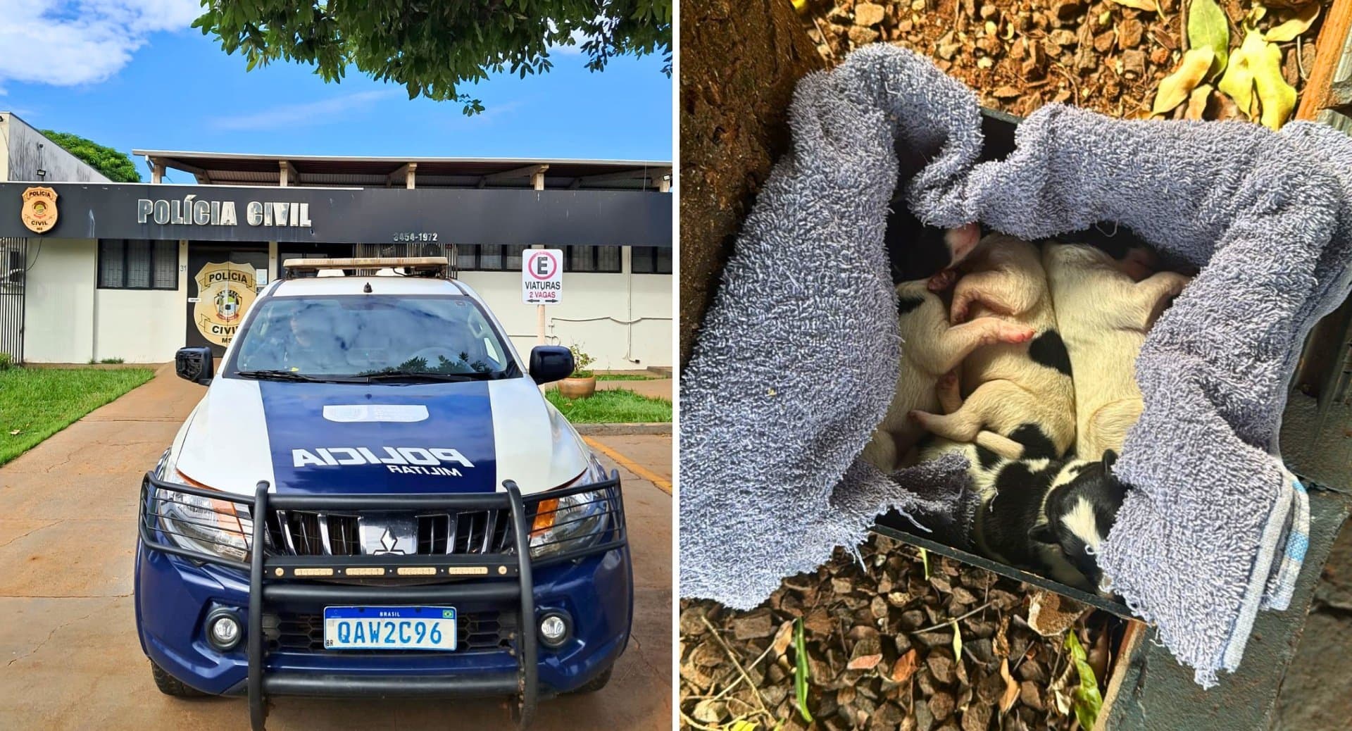 Idosa é denunciada por maus-tratos após arremessar filhote de cachorro em Maracaju