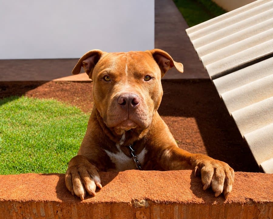 Lei estabelece uso obrigatório de focinheira e guia curta para cães de grande porte em locais públicos de Sidrolândia