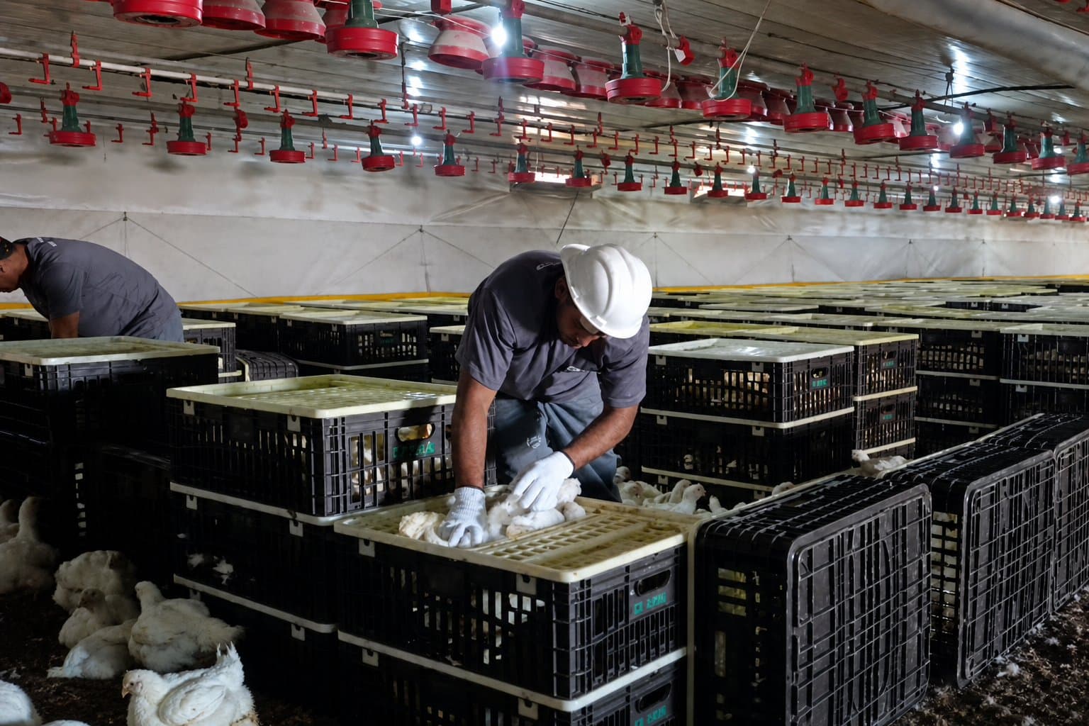 Em Sidrolândia, JBS abre mais vagas para manejo de aves com salários de até R$ 3,3 mil e benefícios