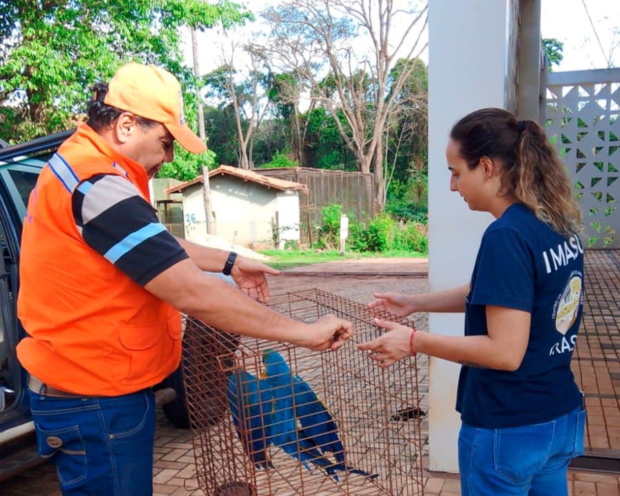 Defesa Civil e Corpo de Bombeiros atuam no resgate de animais silvestres em Sidrolândia