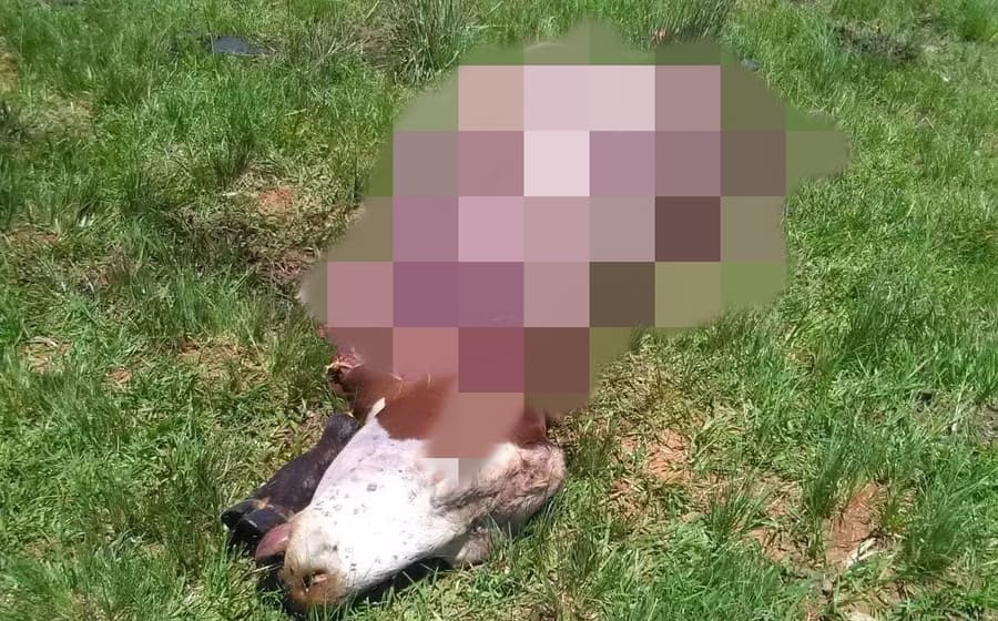 Em Maracaju, ladrões carneiam boi de propriedade rural, furtam carne e fogem