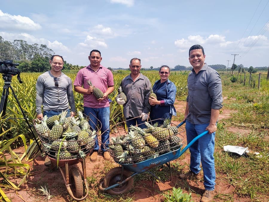 Produção de abacaxi de Sidrolândia foi destaque no Mais Agro da rede Globo