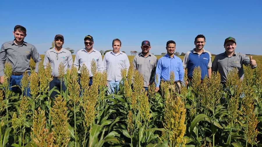 Inpasa fecha parceria com a Embrapa para diagnóstico sobre Sorgo