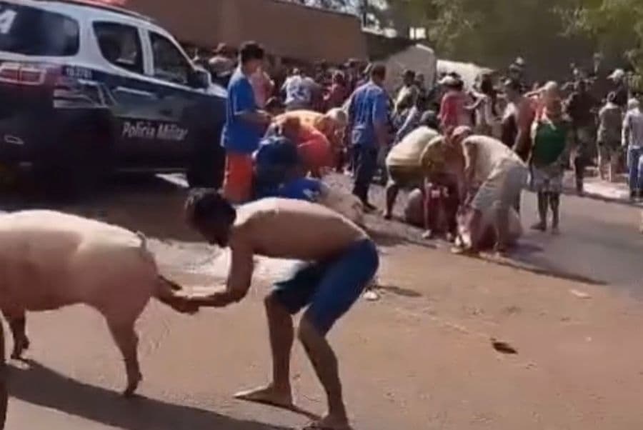 Porcos são saqueados após carreta tombar em rotatória de Dourados