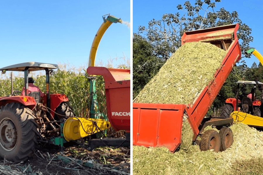 Projeto da Prefeitura auxilia assentados com produção leiteira no período de seca