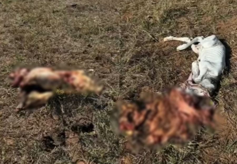 Pecuarista denuncia invasão de fazenda, disparo de armas de fogo e furto de gado em Sidrolândia