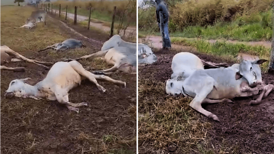 Vídeo: animais agonizam e morrem devido a baixas temperaturas em MS