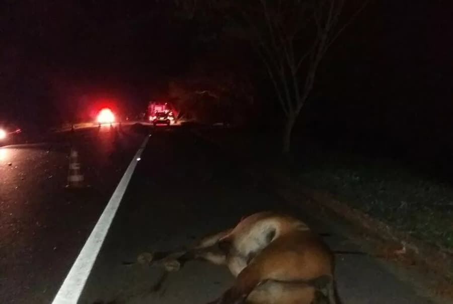 Van colide em cavalo solto na MS-162 entre Sidrolândia e Maracaju