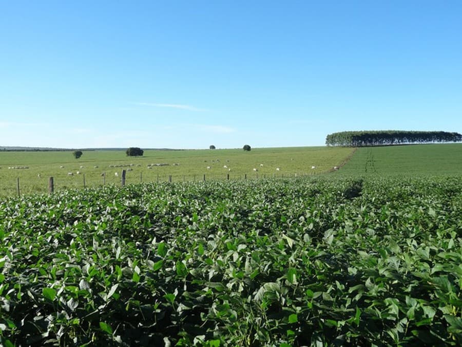 Maracaju sedia esta semana importante evento sobre o futuro do sistema de produção Lavoura-Pecuária