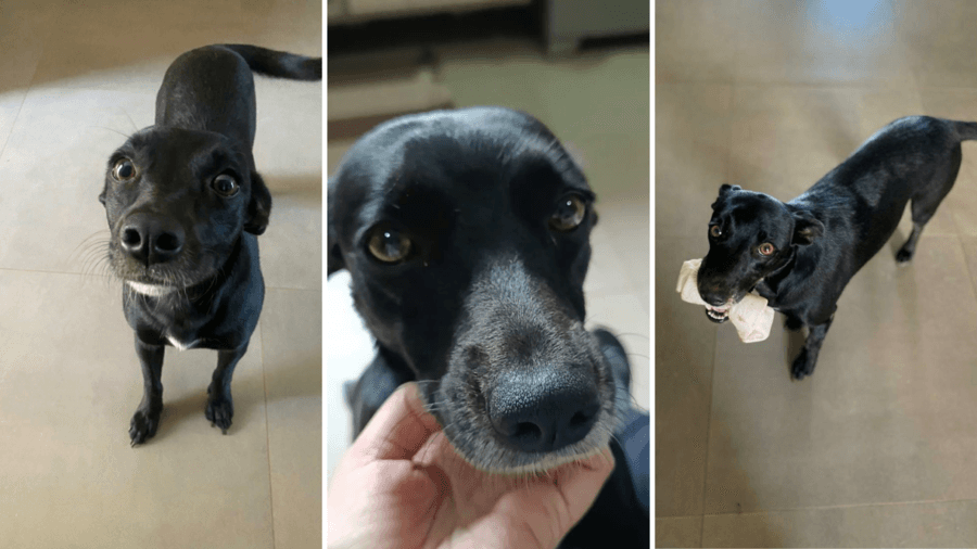Em Sidrolândia, tutora oferece recompensa de R$ 1 mil reais para quem encontrar Bolita