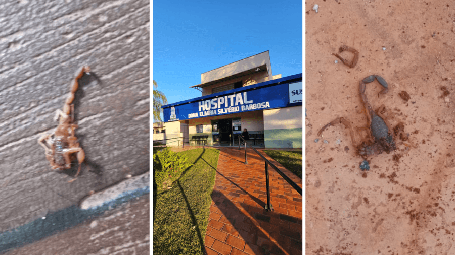Hospital registrou 11 atendimentos por picada de escorpião e animais se multiplicam em Sidrolândia