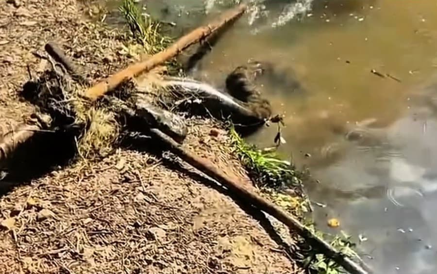 Polícia Militar Ambiental resgata sucuri de 4 metros enroscada em rede de pesca em Maracaju