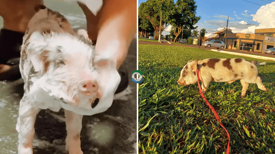 Conheça o Marcelinho: mini pig de Sidrolândia que toma banho todos os dias com shampoo Johnson’s Baby