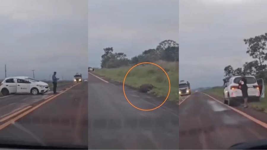 Veículo fica destruído ao colidir com anta que atravessava a pista na BR-060 em Sidrolândia