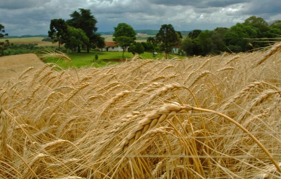 Com plantações em Maracaju e São Gabriel, MS pode ver produtividade do trigo crescer 40%