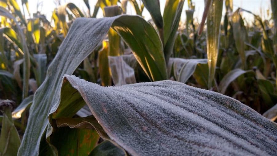 Frio: Maracaju e mais 11 cidades registraram geada nesta madrugada
