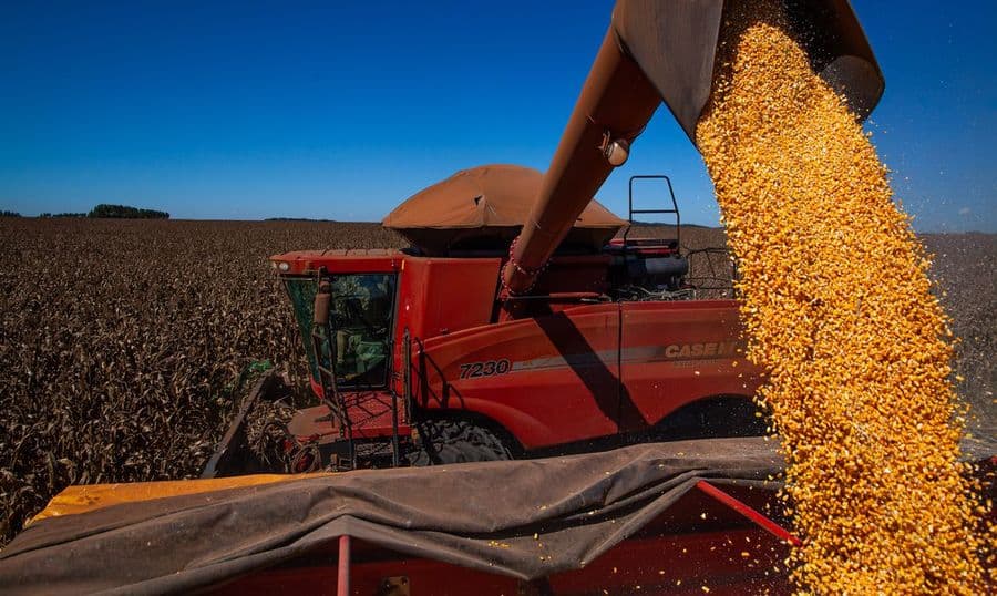 Produtores de Maracaju já colheram mais de 45% e safra de milho deve superar expectativa