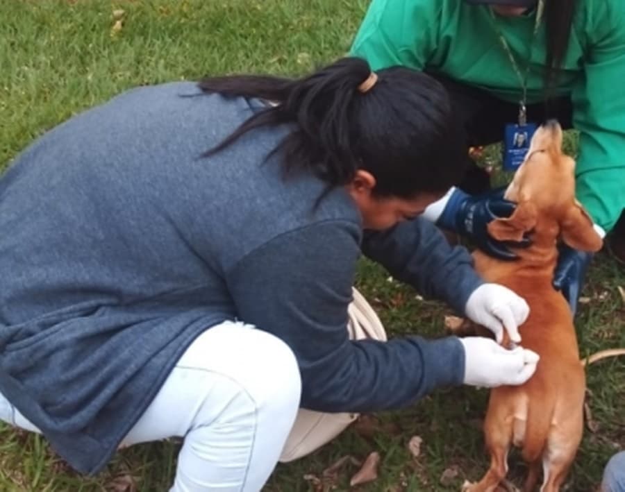 Com mais de mil animais imunizados, confira o calendário da vacinação antirrábica em Maracaju