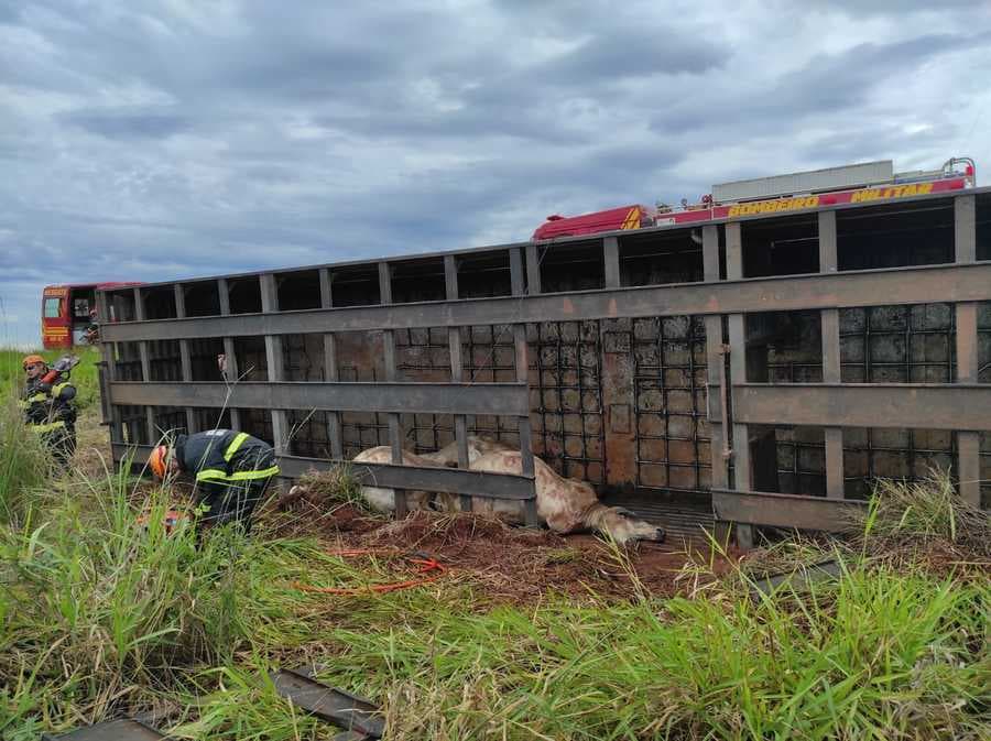 Em Sidrolândia, caminhão carregado com gado tomba na BR-060