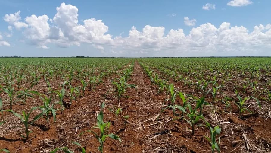 Sindicato Rural calcula em R$ 1 bilhão prejuízo com o excesso de chuva